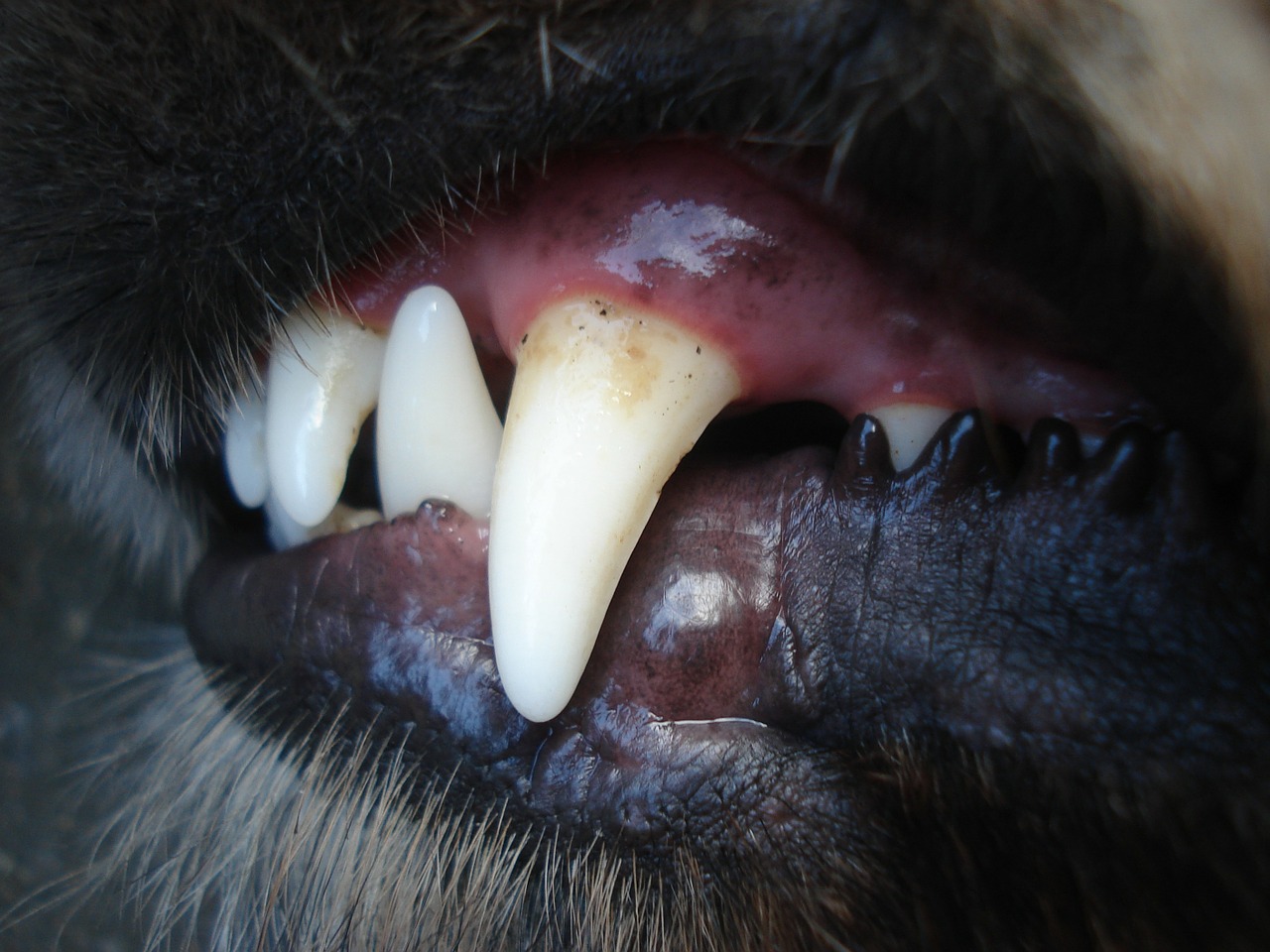 cepillar los dientes del perro