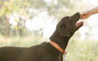 Le chocolat aliment interdit aux chiens