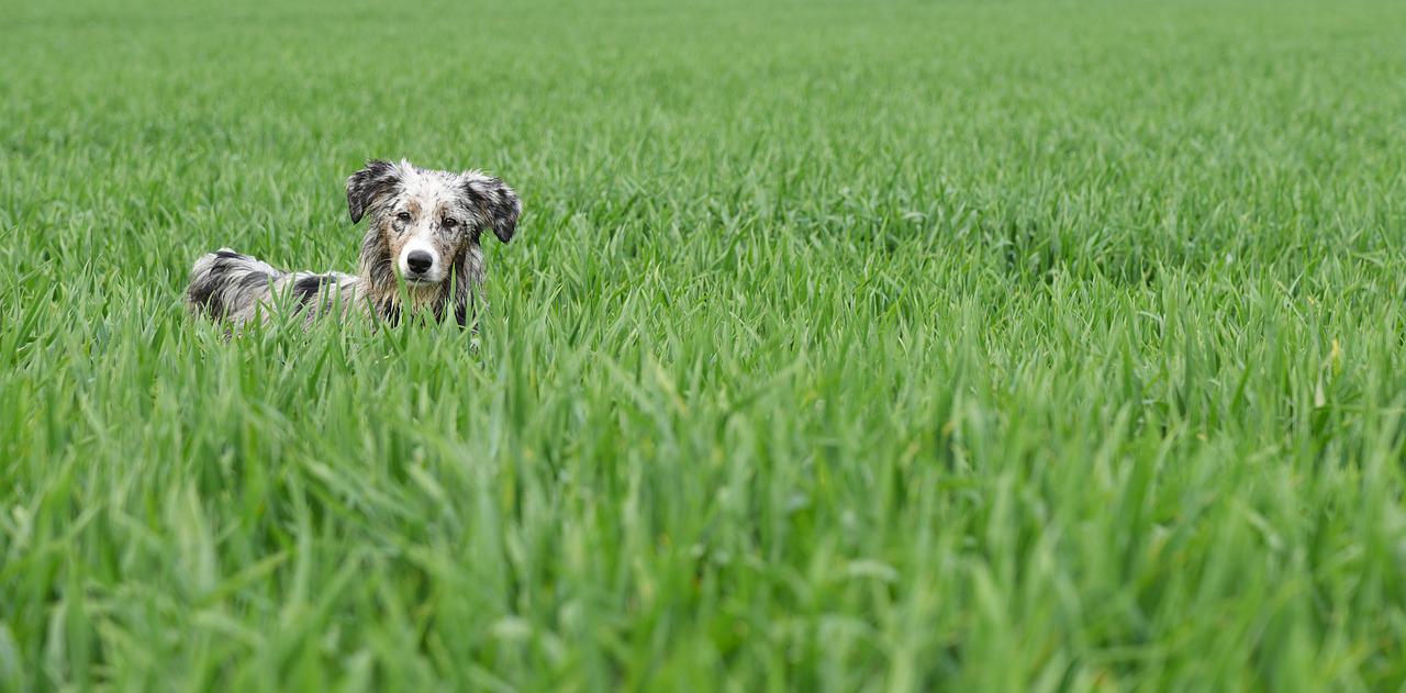 soigner épillet chien