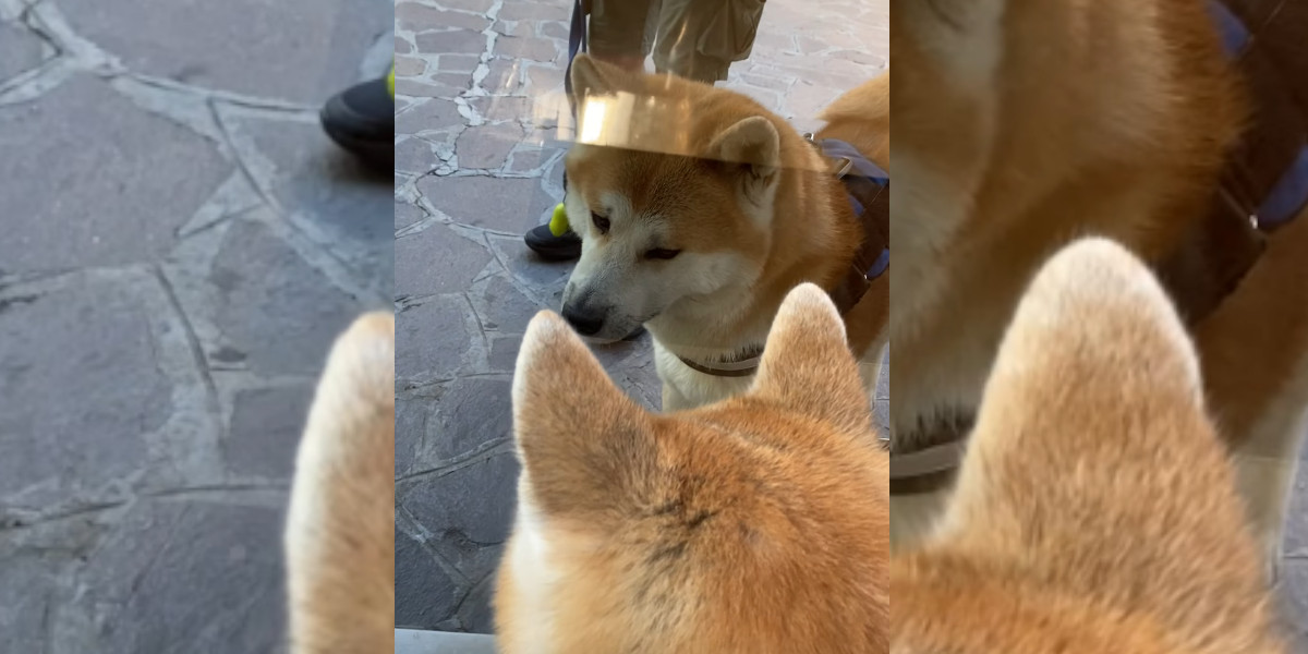 Un Akita Inu grogne contre son reflet dans une vitre
