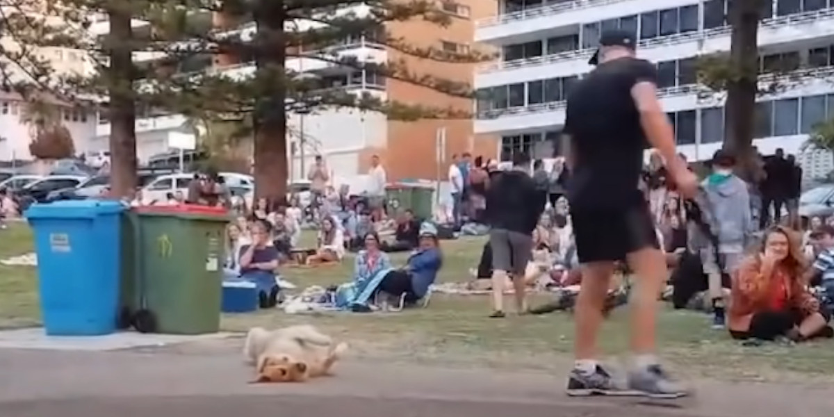 Quand ton chien fatigué décide de te mettre la honte devant tout le monde Dogteam.fr