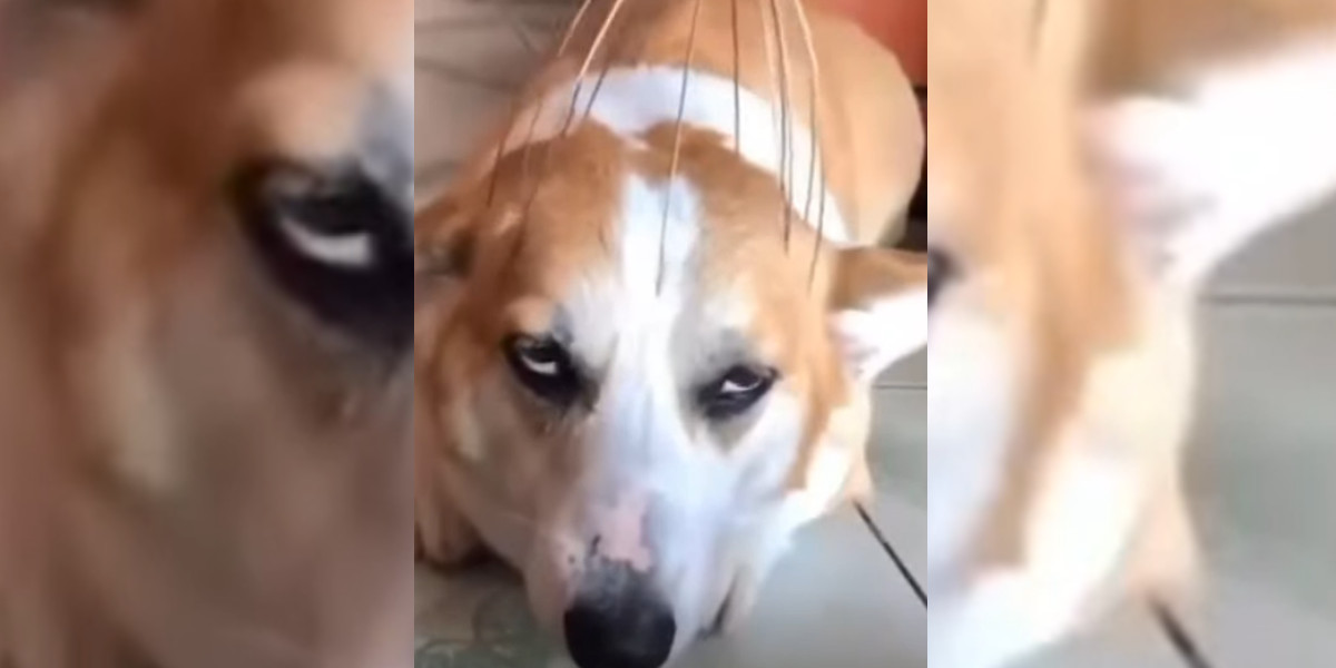 Un chien qui adore le masseur de tête