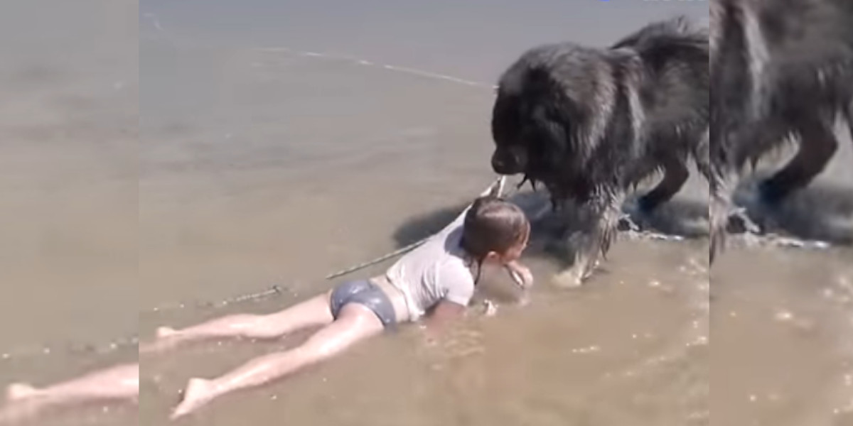 Un chien tire un enfant hors de la mer