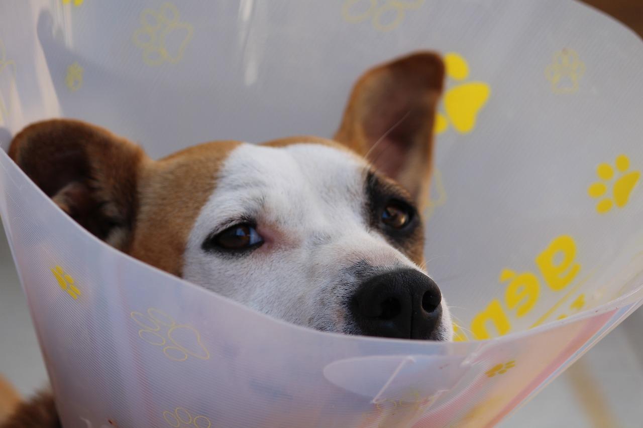 la gale des oreilles chez le chien