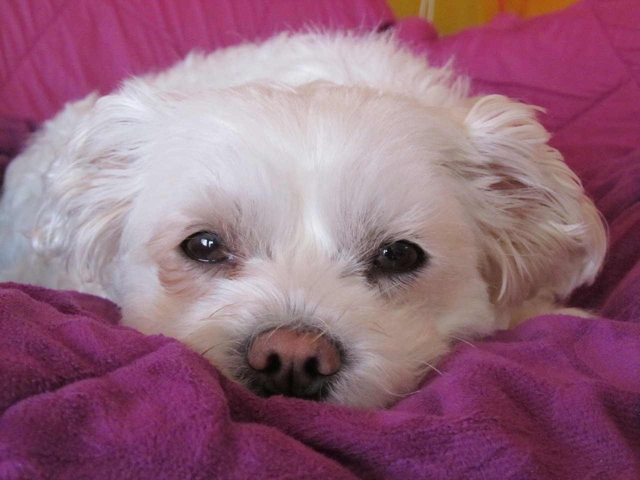 shi tzu