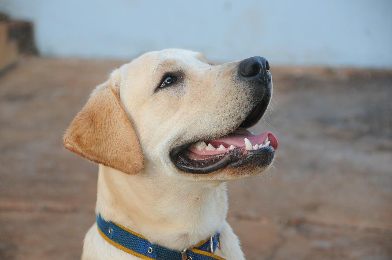 labrador