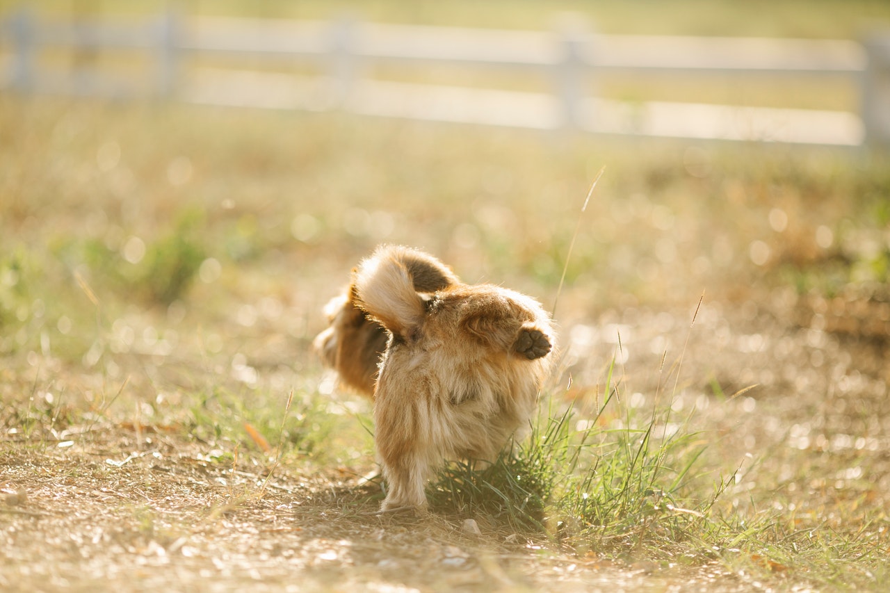 chien content fait pipi