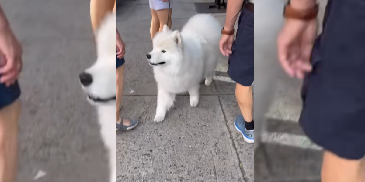 Elle filme la réaction de son chien quand il passe près d’elle en balade