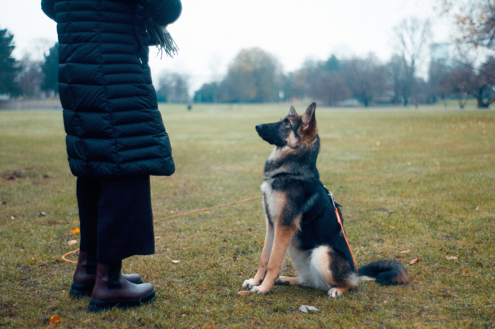 Adiestramiento de perros