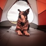 Camping avec son chien