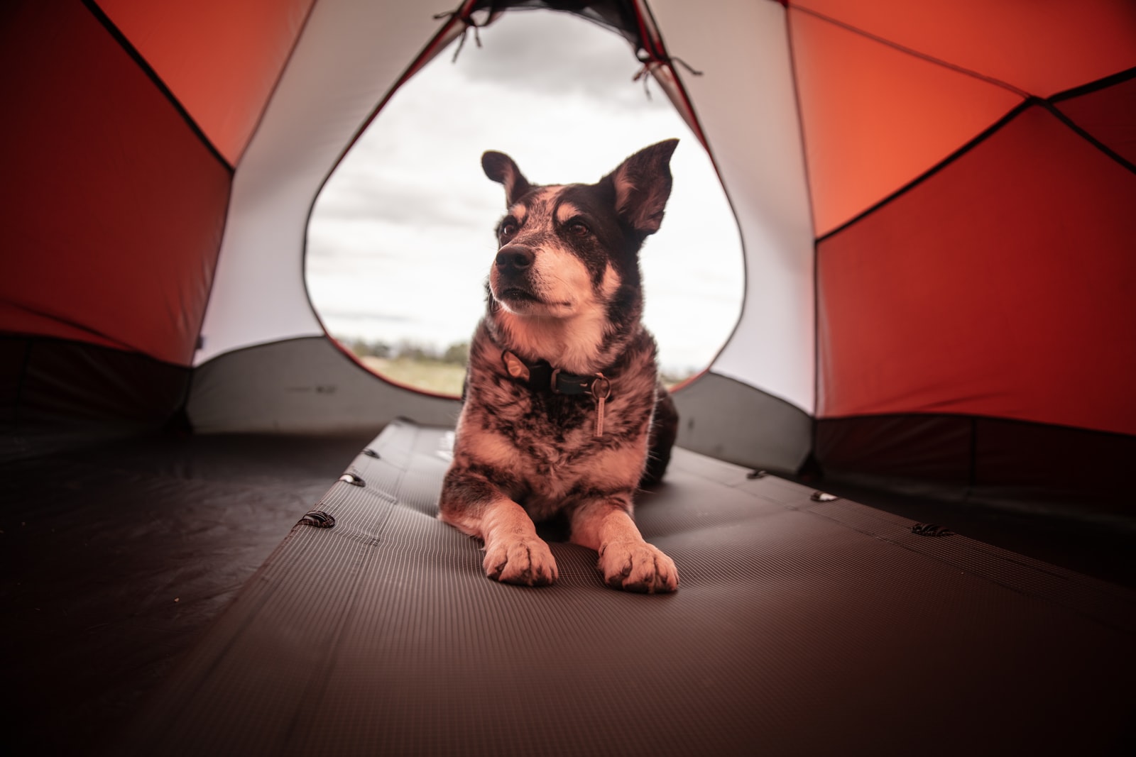 Les 7 choses à emporter pour partir en camping avec son chien