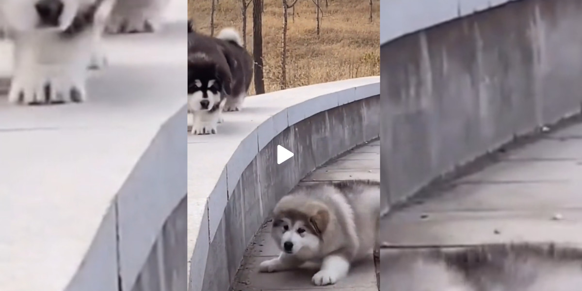Des chiens un peu patauds manquent une marche