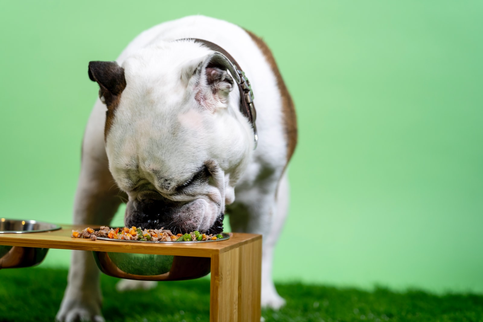 mala comida para perros