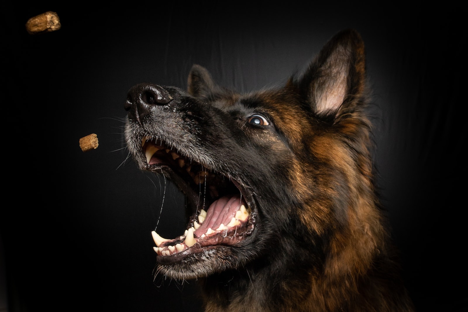 Comida para perros esterilizada