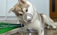 chiens goutent l'eau gazeuse