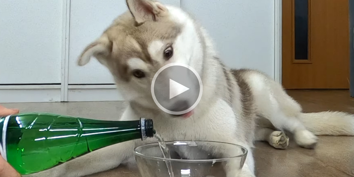 Des chiens testent l’eau gazeuse pour la première fois en vidéo
