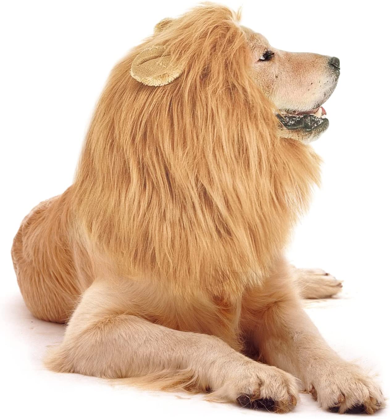 halloween crinière de lion pour chien