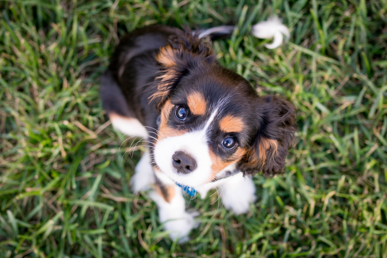 Pourquoi les chiens nous suivent partout?
