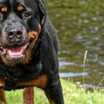 Rottweiler 7