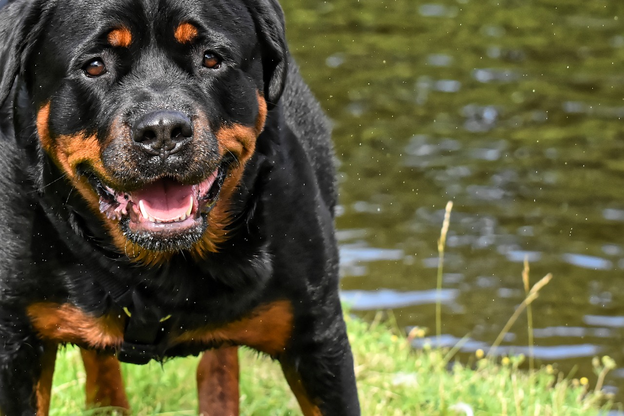 Races réputées agressives : comprendre, prévenir et vivre sereinement avec son chien