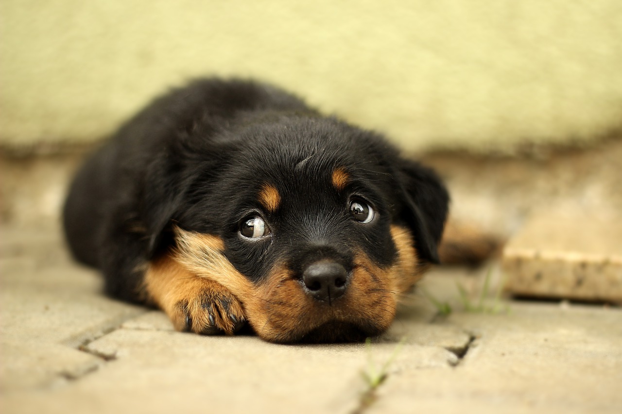 Ces chiens jugés dangereux… mais au cœur en or : pourquoi personne ne veut les adopter ?
