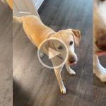 technique pour donner un médicament à son chien