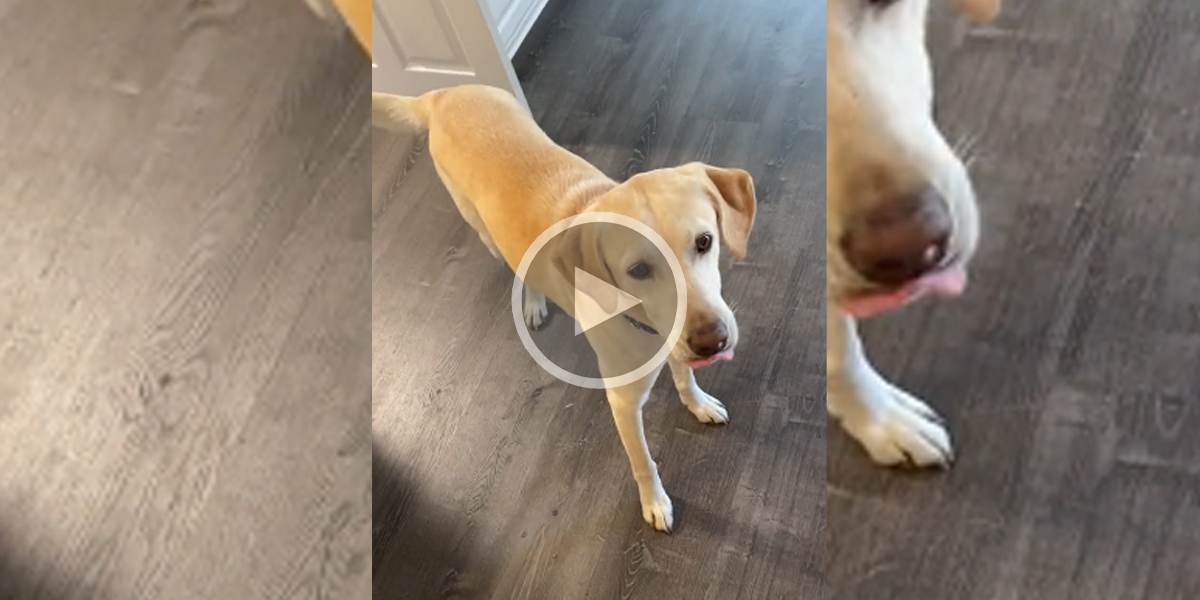 Petite ruse pour que son chien prenne son médicament