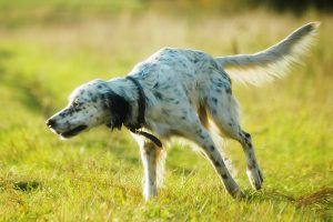 Setter Anglais 5