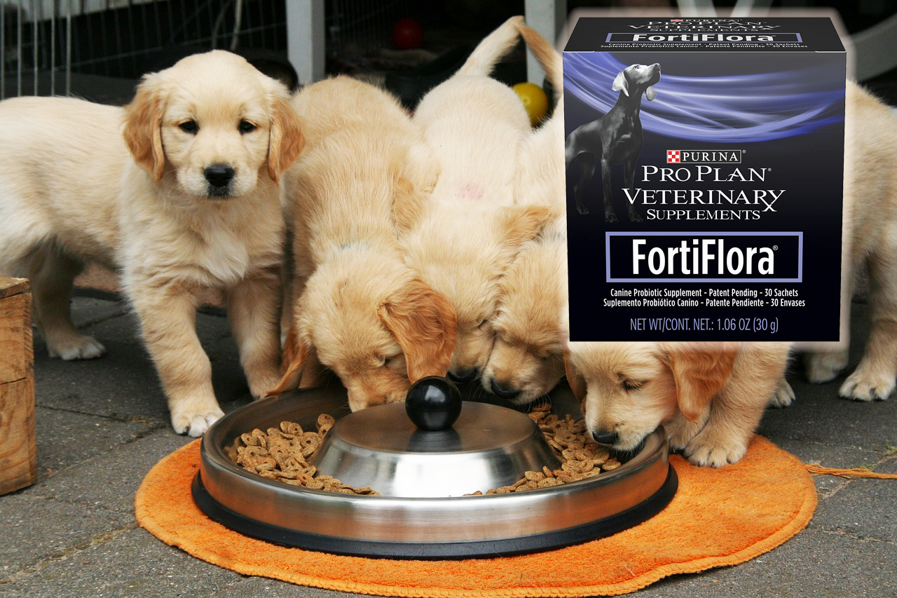 Purina Fortiflora : on vous dit tout ce qu’il faut savoir!