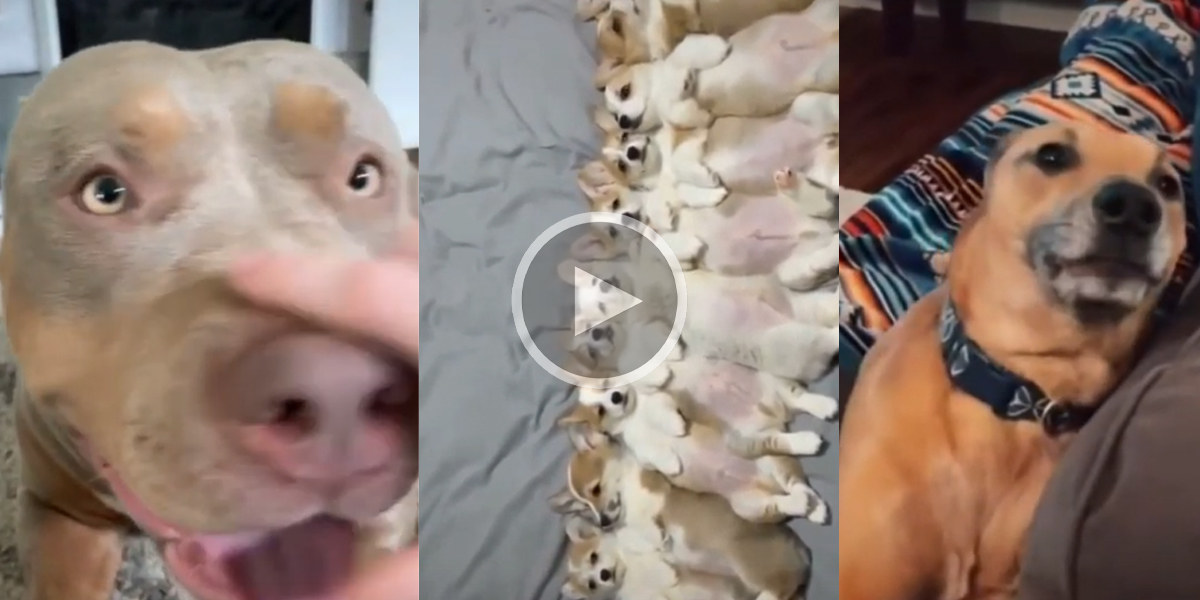 La meute du mercredi : une compilation vidéo Wednes’dogs à ne pas manquer