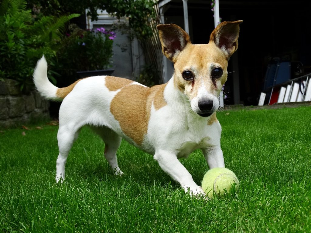 Jack Russel 7