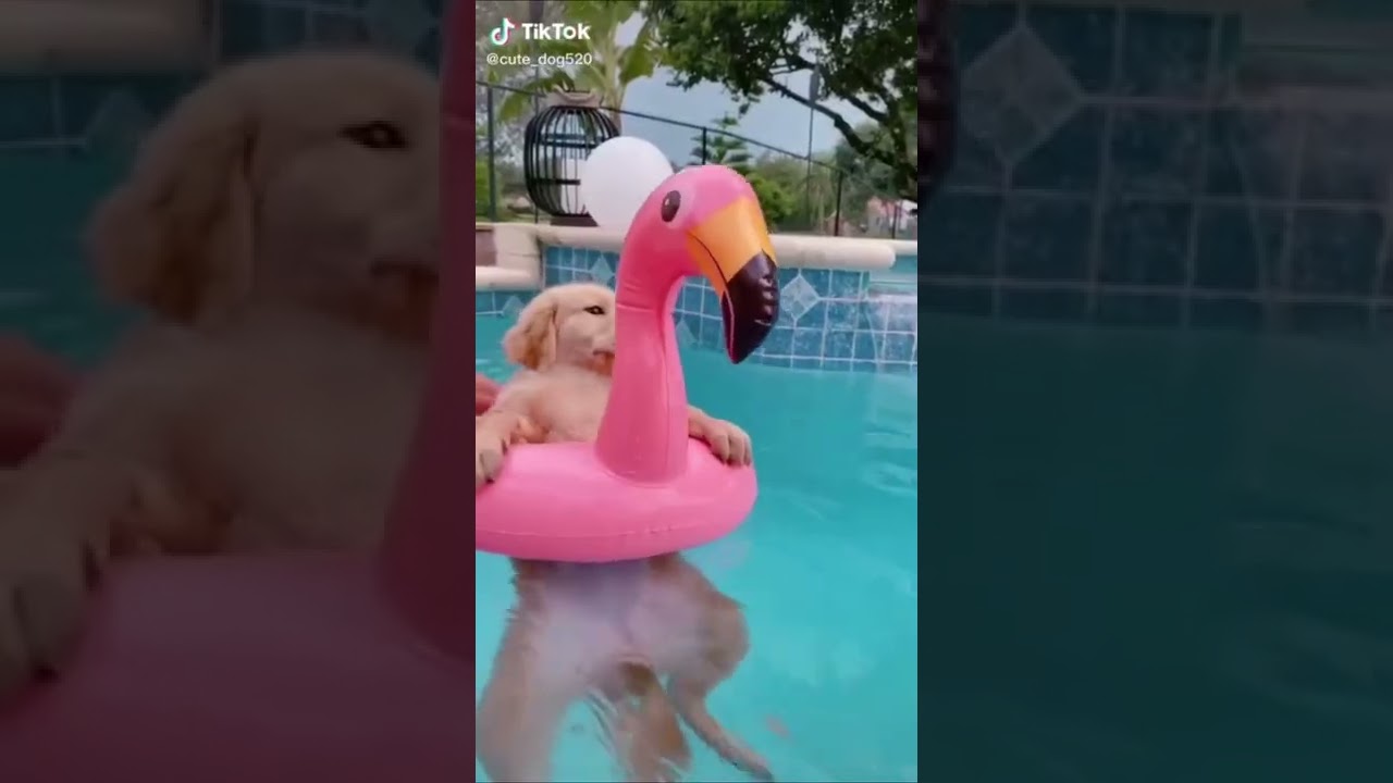 La meute du mercredi, compilation de chiens numéro 2