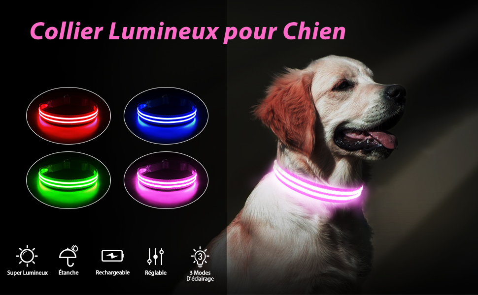 Les colliers lumineux pour chiens : soyez visibles pendant la balade!