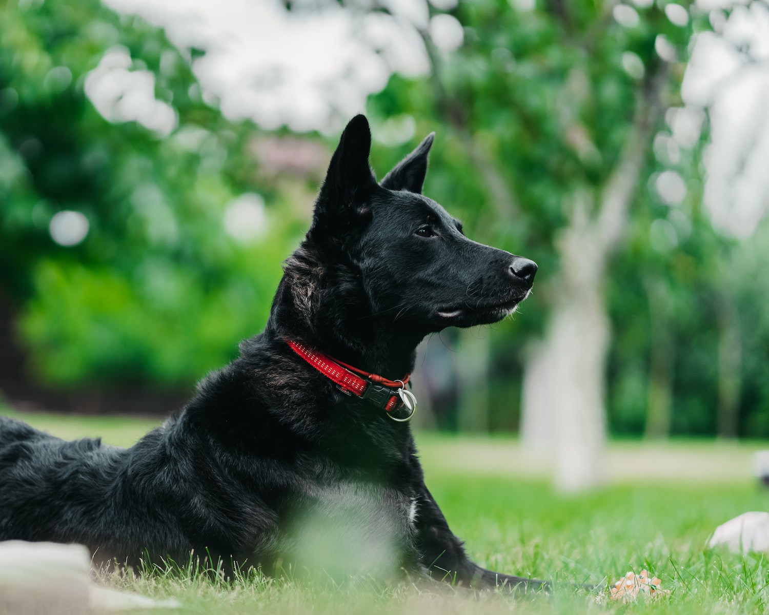 Stimuler son chien en s’amusant avec une chasse au trésor