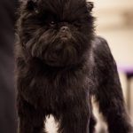 Affenpinscher 3