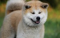 Akita Inu