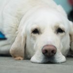 Vetmedin pour chien