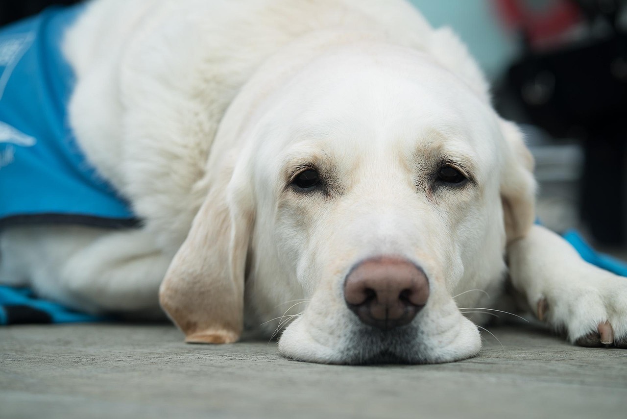 Vetmedin : un traitement clé pour le cœur du chien