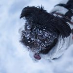 Affenpinscher 2