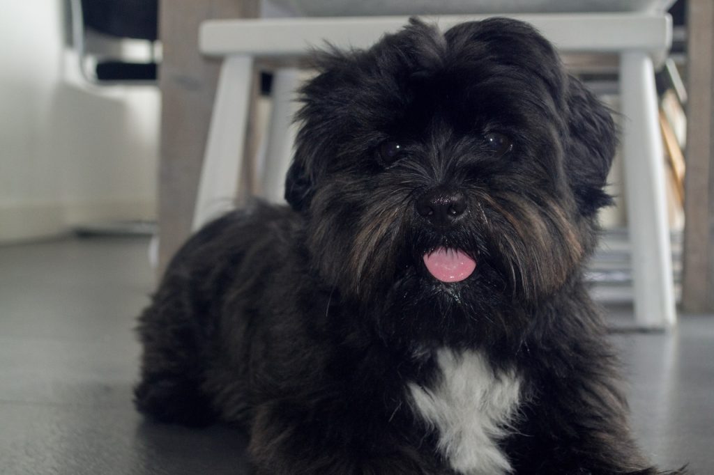 Affenpinscher