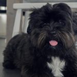 Affenpinscher