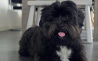 Affenpinscher
