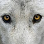 chiens loups hybrides