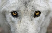 chiens loups hybrides
