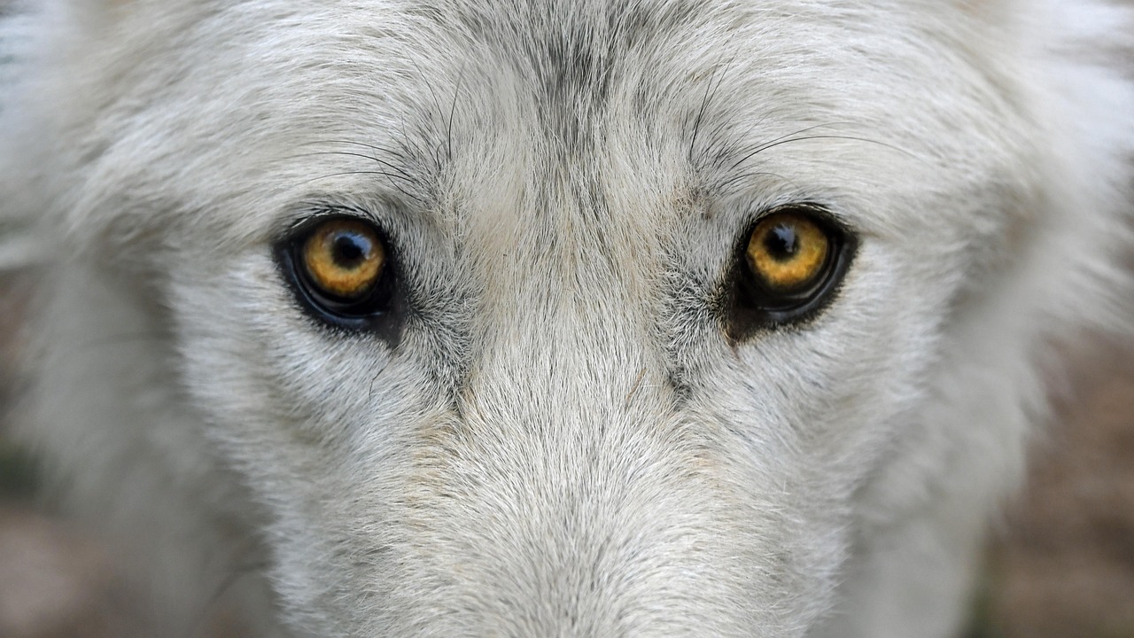 chiens loups hybrides