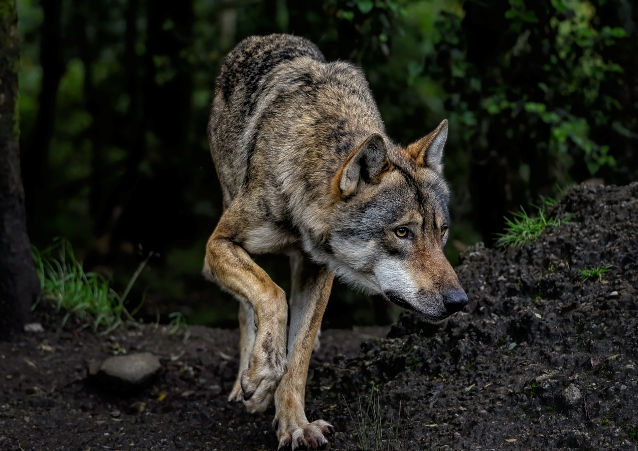 chiens loups hybrides 2