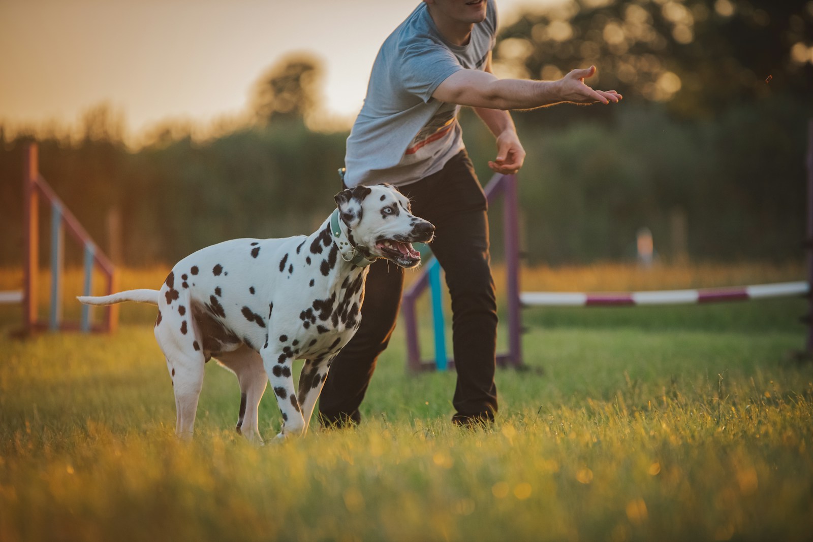 Choisissez l’activité canine parfaite pour vous et votre compagnon