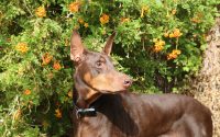 Chien de garde doberman