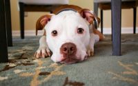 les bienfaits du chien