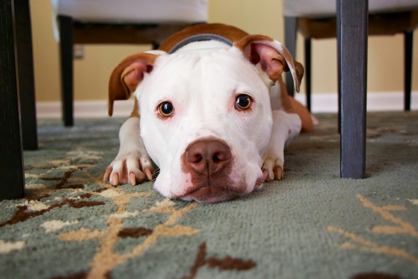 Les bienfaits insoupçonnés d’avoir un chien